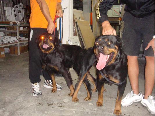 PoulaTo: Κουταβια ROTTWEILER